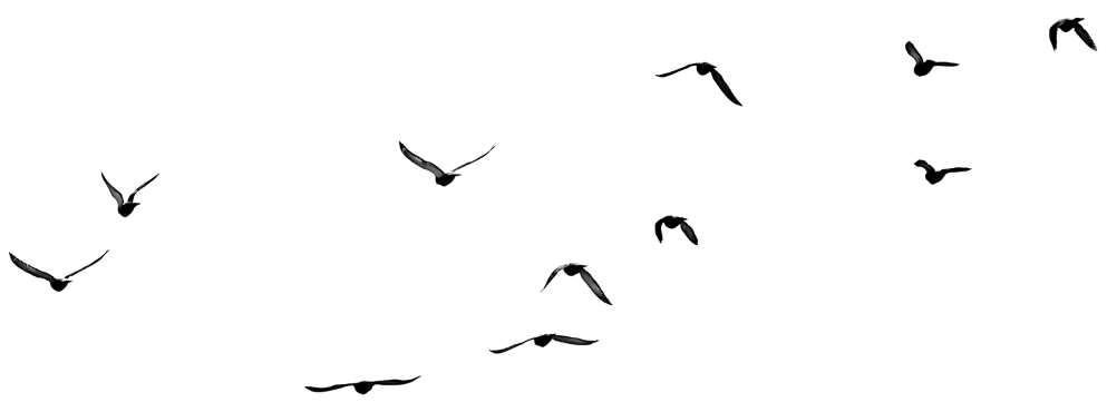 birds