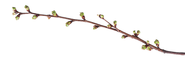branch