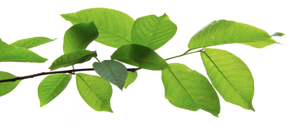 leafs
